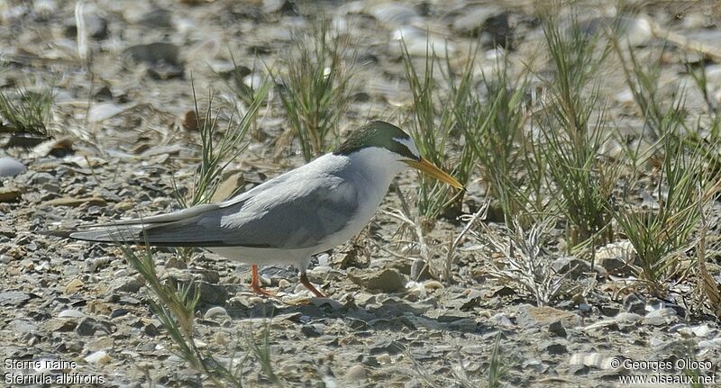 Little Ternadult breeding, identification