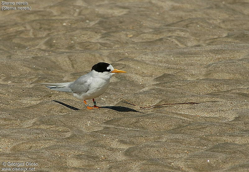 Fairy Tern