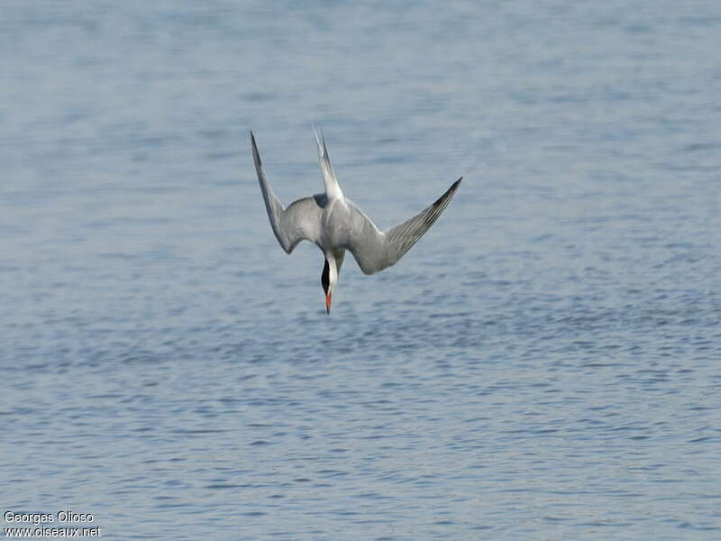 Sterne pierregarinadulte, pêche/chasse