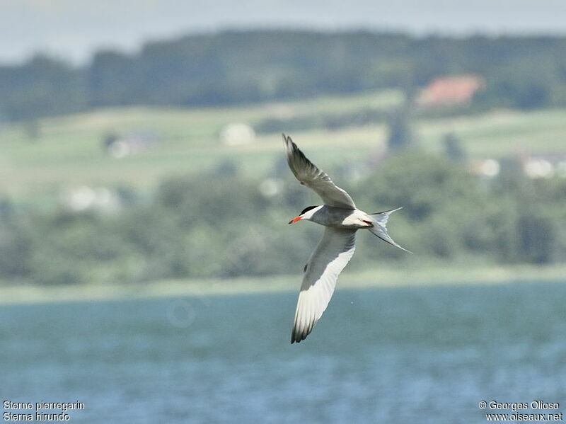 Common Ternadult breeding, Flight