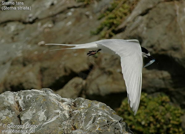 White-fronted Tern