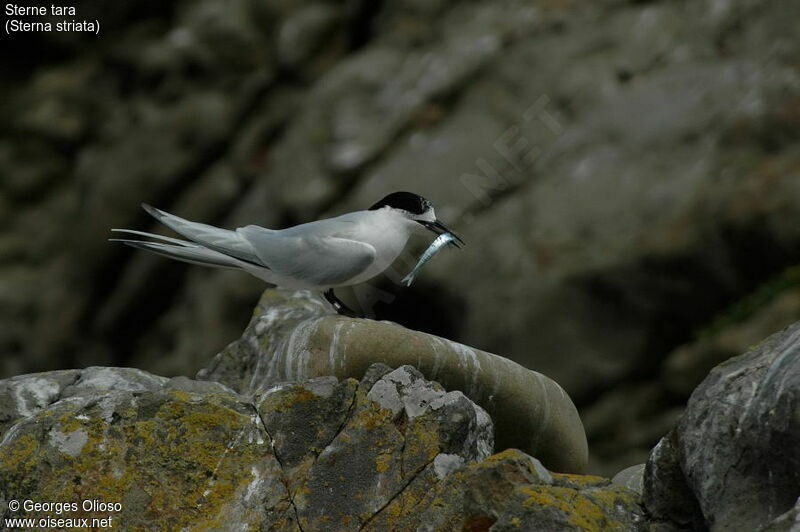 White-fronted Tern