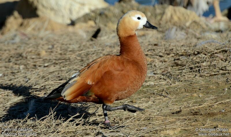 Ruddy Shelduck, identification, Behaviour