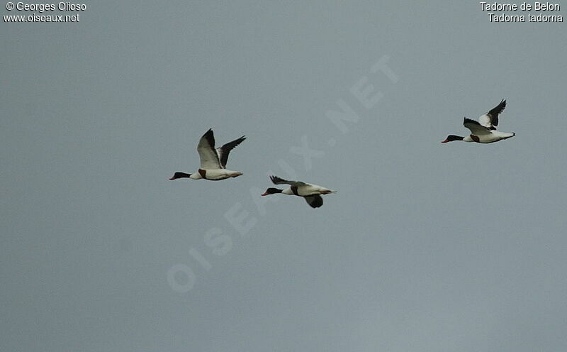 Common Shelduck adult breeding