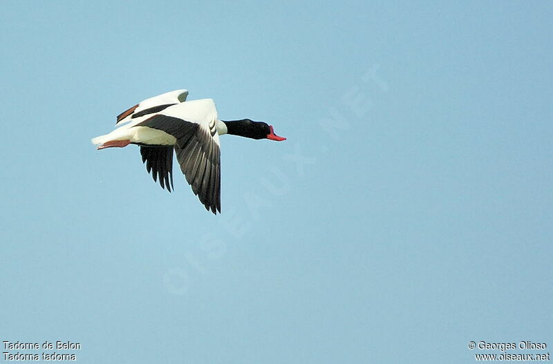 Common Shelduck male adult breeding