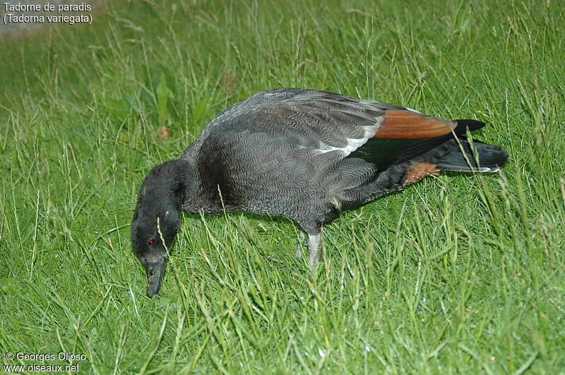 Paradise Shelduck