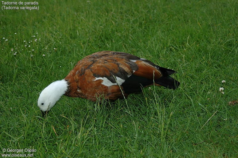 Paradise Shelduck