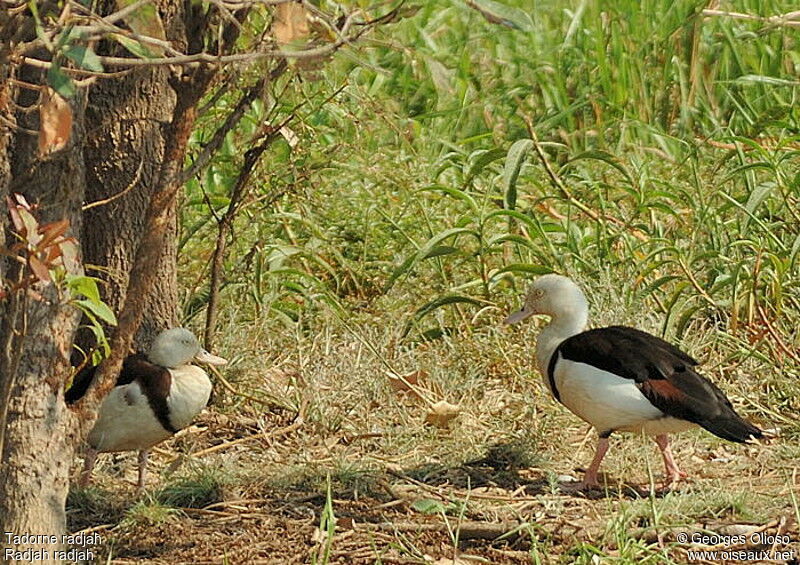 Tadorne radjahadulte