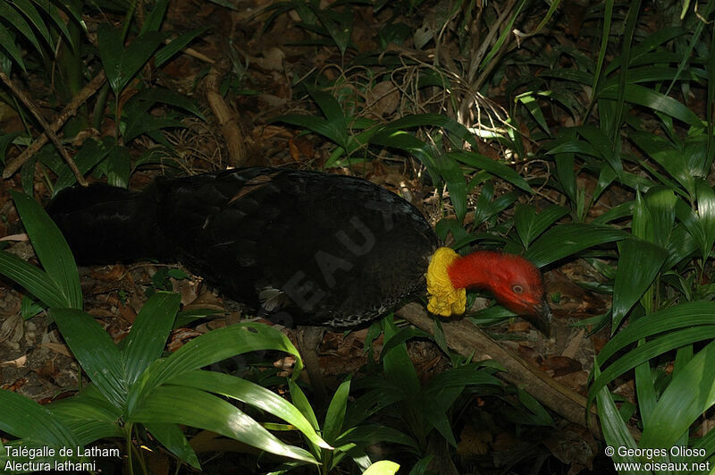 Australian Brushturkey female adult breeding