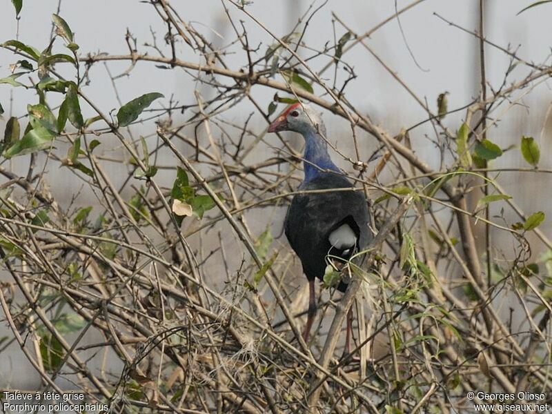 Grey-headed Swamphenadult, identification