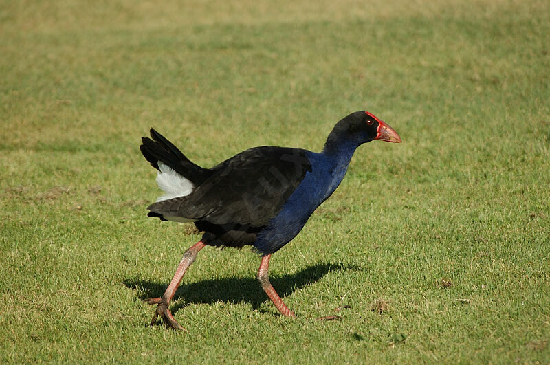 Australasian Swamphen