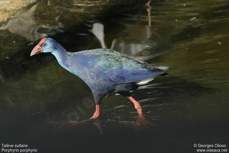 Western Swamphenadult post breeding