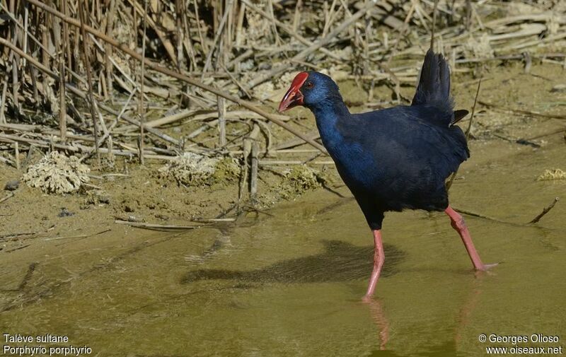 Talève sultaneadulte nuptial, identification