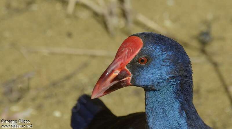 Western Swamphenadult breeding, close-up portrait