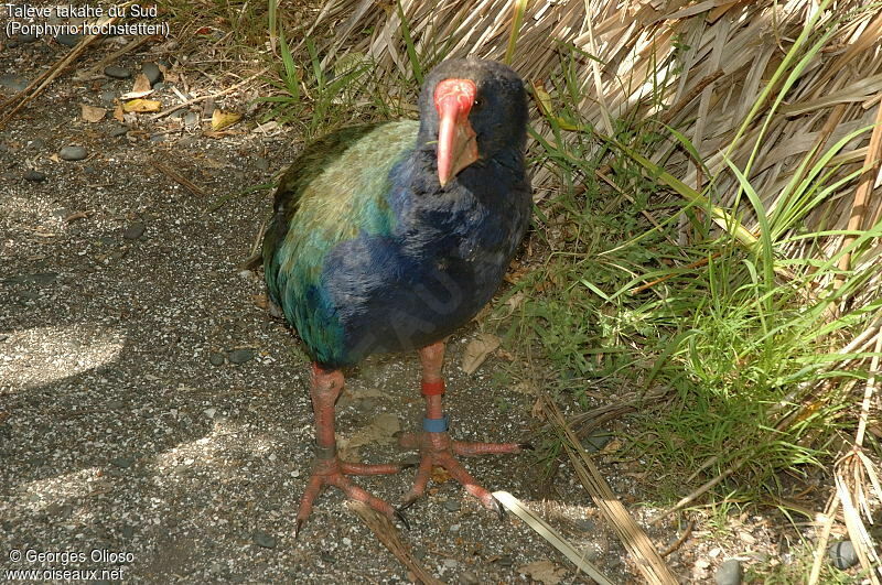 Talève takahé du Sud