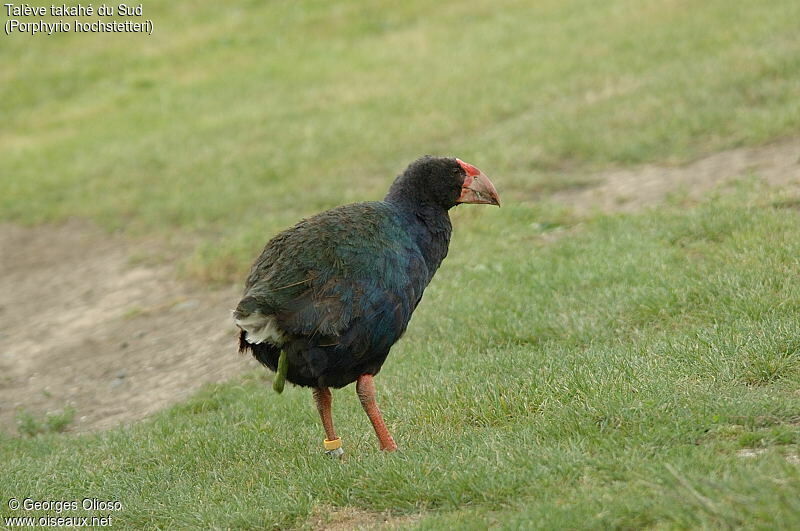 South Island Takahe