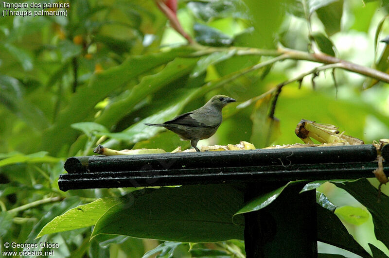 Palm Tanager