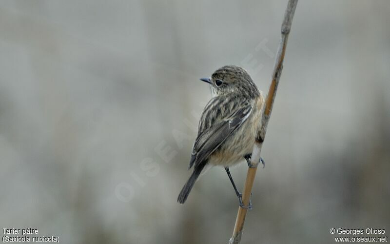 European Stonechat female adult post breeding, identification, song