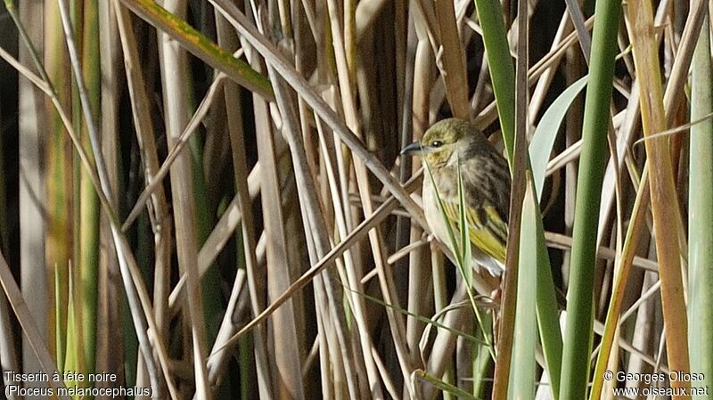 Black-headed Weaver female, identification