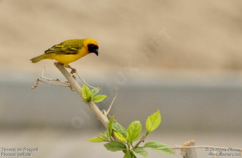 Rüppell's Weaver male adult breeding, identification