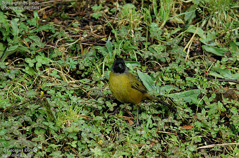 Large-footed Finch