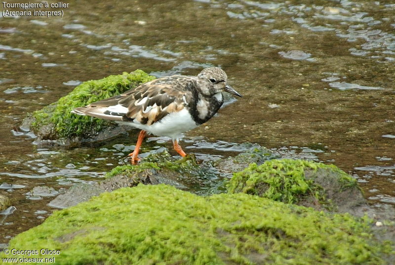 Ruddy Turnstone