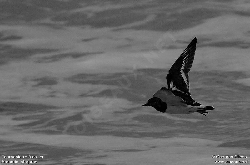 Tournepierre à collier, identification