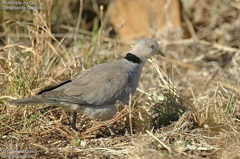 Ring-necked Dove