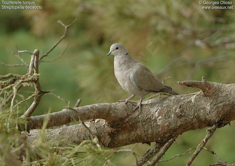 Tourterelle turqueimmature