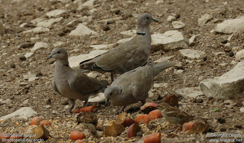 Eurasian Collared Dove