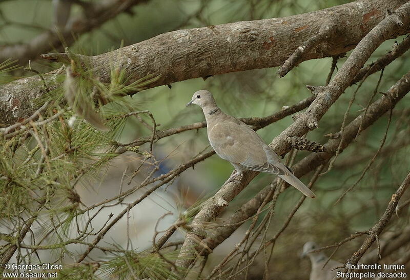 Tourterelle turqueimmature