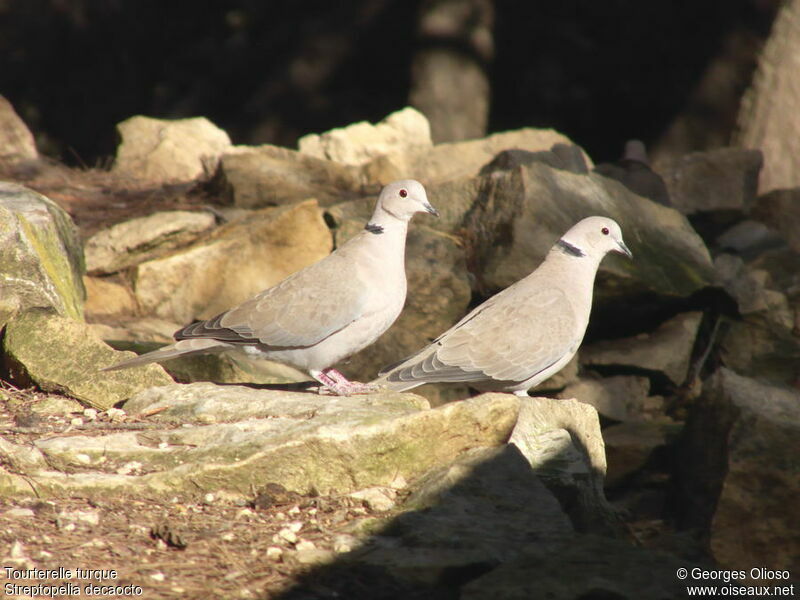 Eurasian Collared Dove