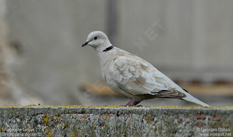 Eurasian Collared Doveadult breeding, identification