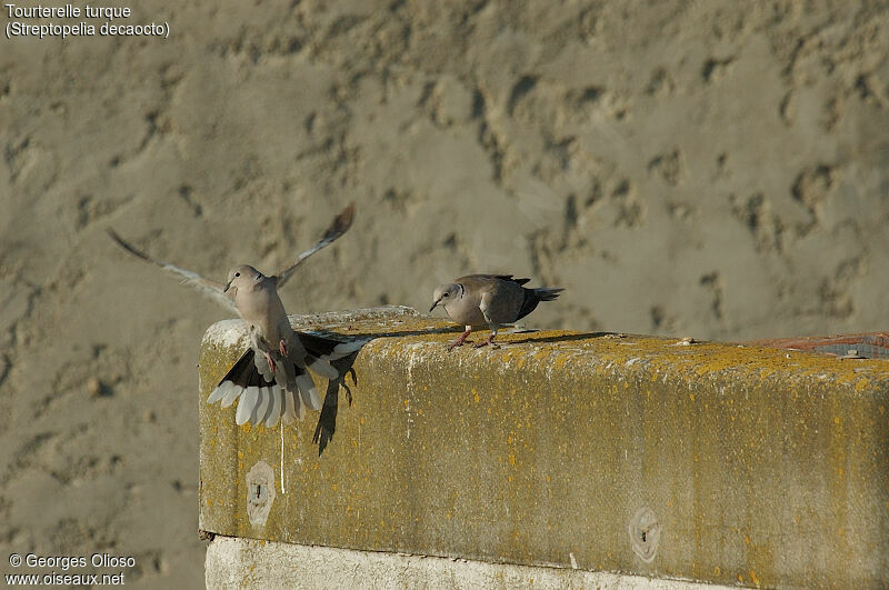 Eurasian Collared Dove