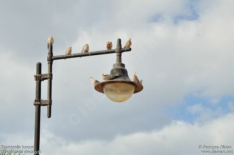 Eurasian Collared Dove, identification