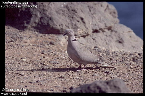 Eurasian Collared Dove