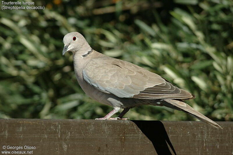 Eurasian Collared Dove