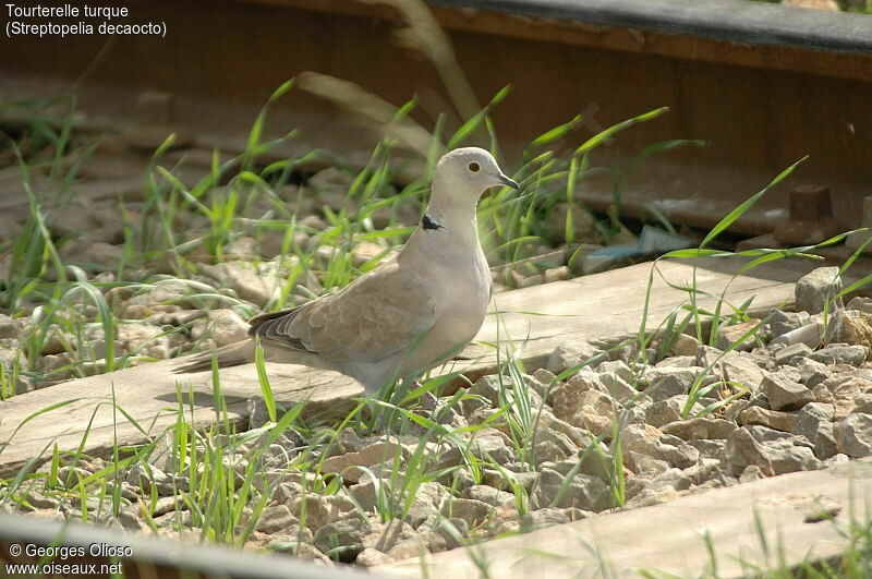 Eurasian Collared Dove