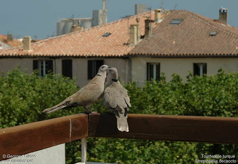 Eurasian Collared Dove