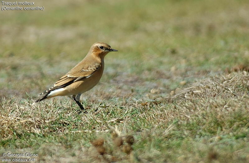 Northern Wheatear