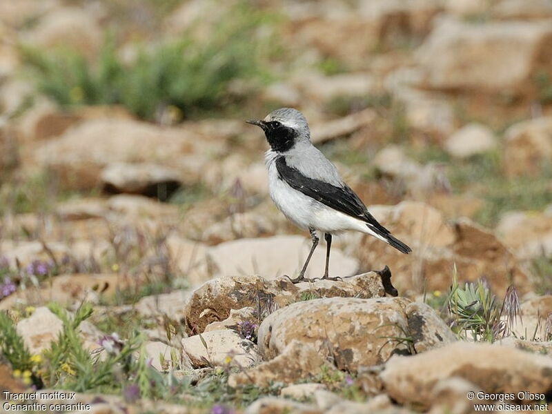 Northern Wheatear male adult breeding