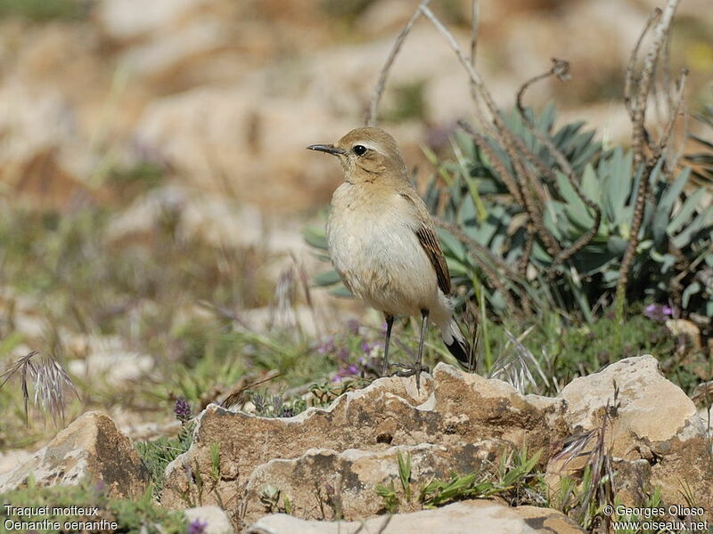 Northern Wheatear female adult breeding