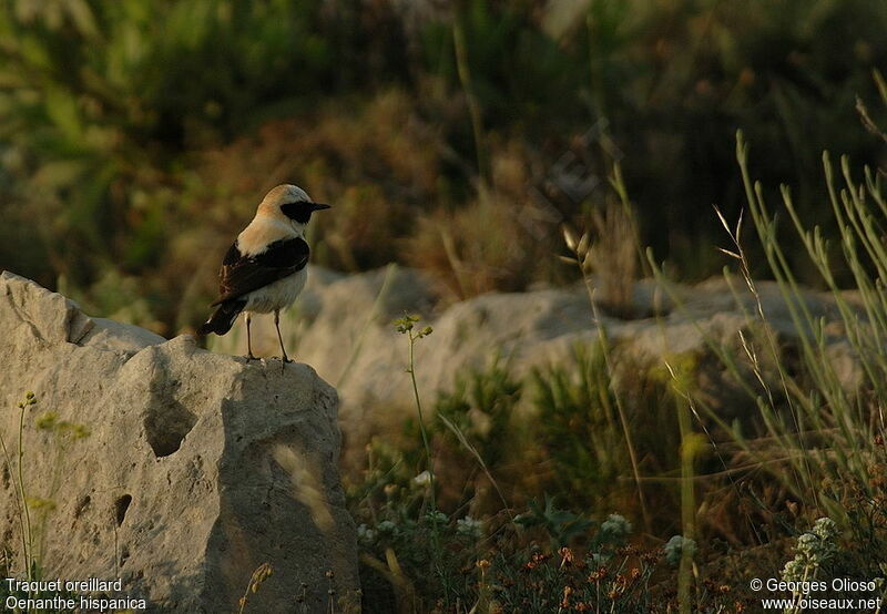 Western Black-eared Wheatear male adult breeding