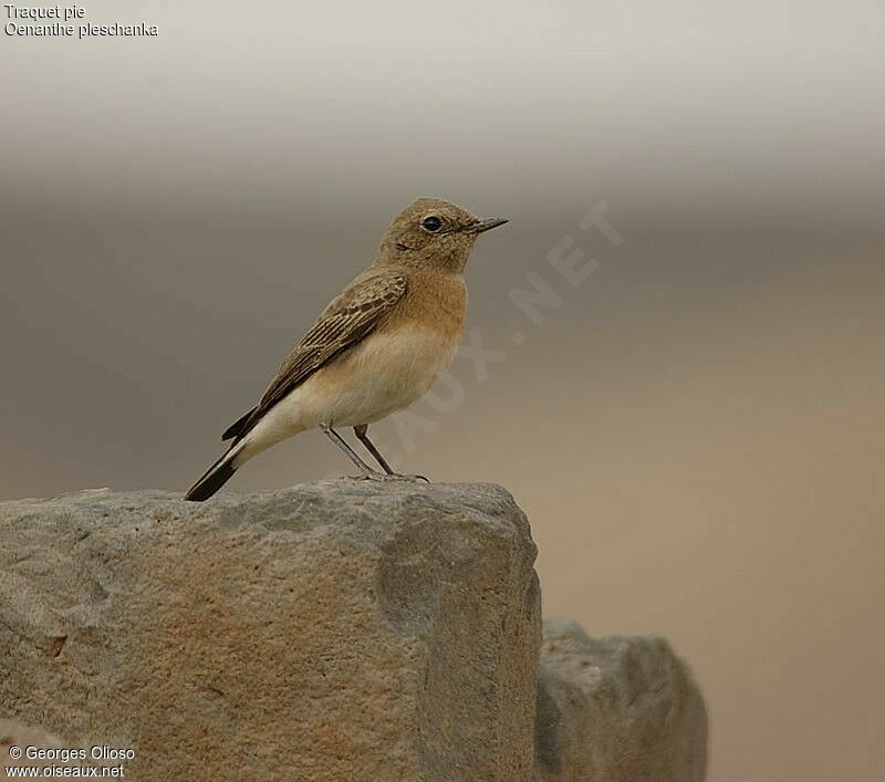 Pied Wheatear female adult breeding