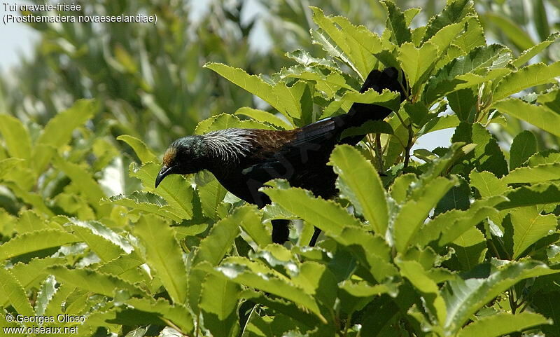 Tui cravate-frisée