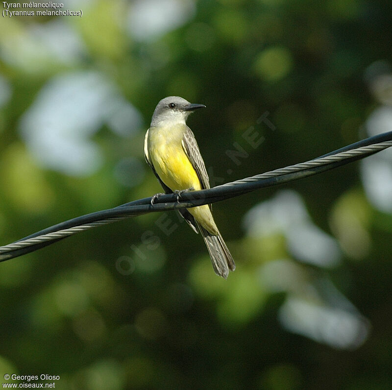 Tropical Kingbird