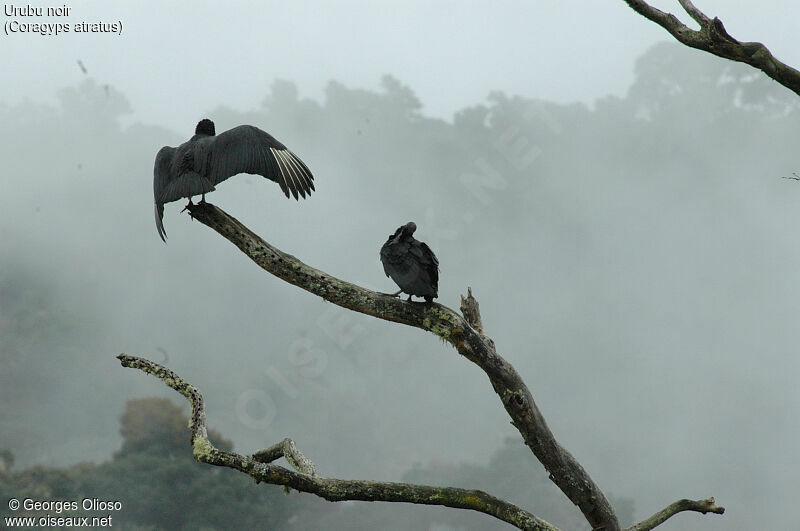 Black Vulture