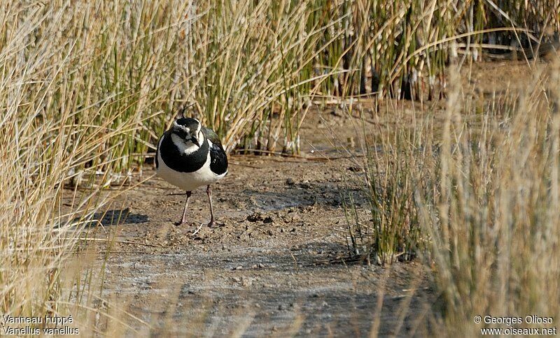 Northern Lapwing