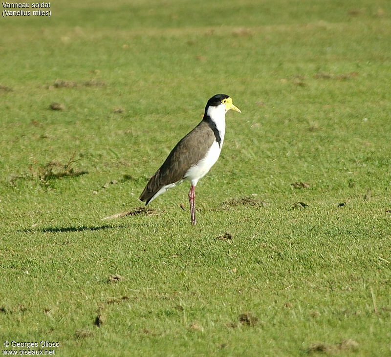 Masked Lapwing