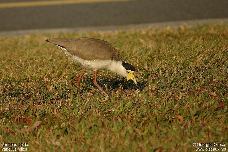 Masked Lapwingadult breeding